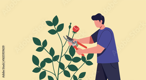 Pruning rosebush. Guy with red clippers trims flower, leaves, stems on beige background
