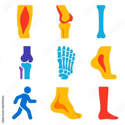 Leg Anatomy Icons. Flat vector icons of leg and foot anatomy: thigh muscle, knee cap, shin bone, ankle joint, foot bones, toe