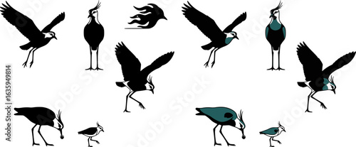 set of silhouettes of birds Minimalistic vector illustration with silhouettes of kero-kero birds (Vanellus chilensis) in various poses - flying, landing, standing and defending.