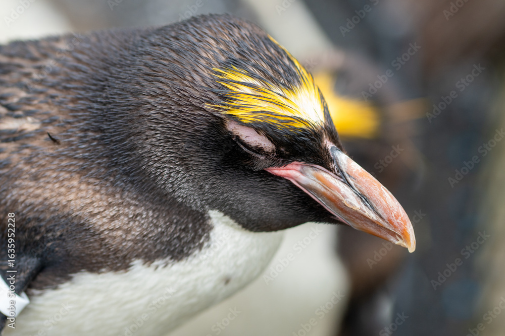 Naklejka premium close up portrait of a penguin