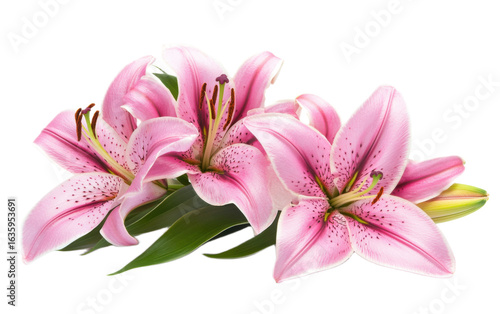 Pink lily flower bouquet on transparent background, png