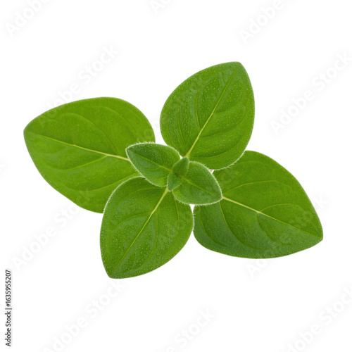 Fresh green oregano leaves arranged beautifully, showcasing their texture and vibrant color in a close-up shot