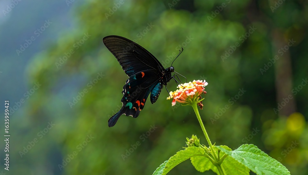 Fototapeta premium Black butterfly on orange flower