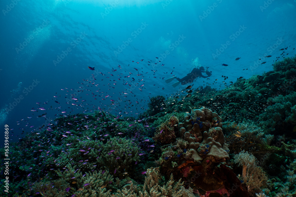 Fototapeta premium Scuba diver explores a vibrant coral reef teeming with fish.