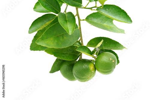 Wallpaper Mural Lemons on a white background. Torontodigital.ca