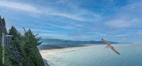 Photography Seagull flying over beautiful Oregon coastal landscape with blue ocean and sky