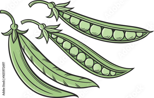 Yardlong Bean Illustration of Green Long Beans Isolated on White Background. Realistic Yardlong Bean Design Showing Detailed Green Pods for Food Concepts. Organic Yardlong Bean Artwork Featuring Farm 