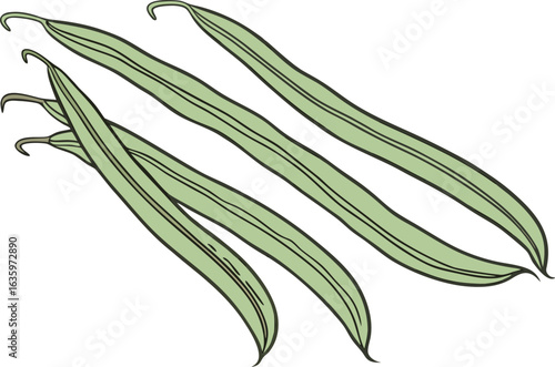 Yardlong Bean Illustration of Green Long Beans Isolated on White Background. Realistic Yardlong Bean Design Showing Detailed Green Pods for Food Concepts. Organic Yardlong Bean Artwork Featuring Farm 