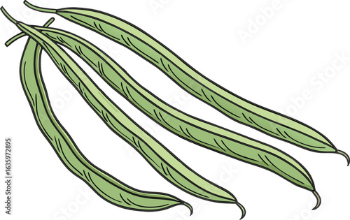 Yardlong Bean Illustration of Green Long Beans Isolated on White Background. Realistic Yardlong Bean Design Showing Detailed Green Pods for Food Concepts. Organic Yardlong Bean Artwork Featuring Farm 