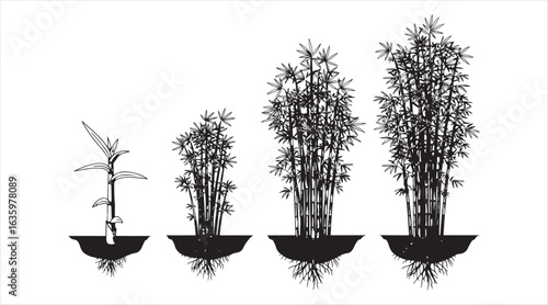 Stages of bamboo bush growth.

