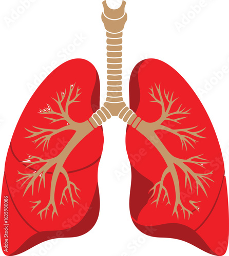 Vector illustration flat vector art of human lungs with airways and bronchi isolated on white background