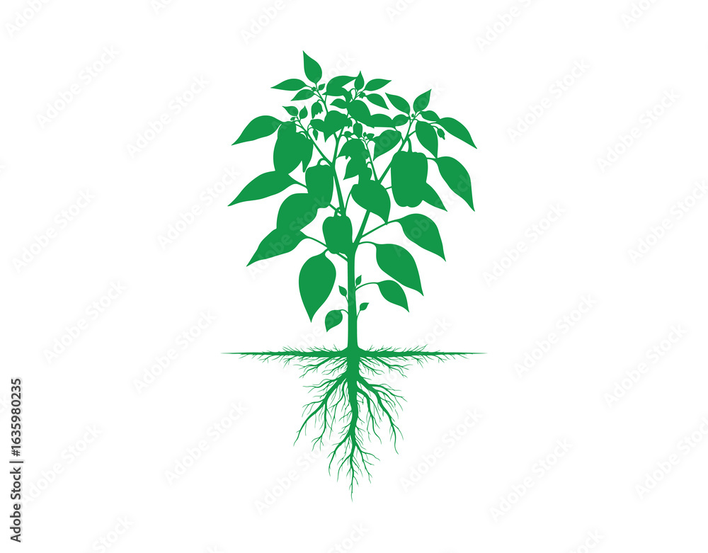 Fototapeta premium A green silhouette depicting a pepper plant, showcasing its leaves and root structure. Overall view of the plant isolated on a white backdrop.