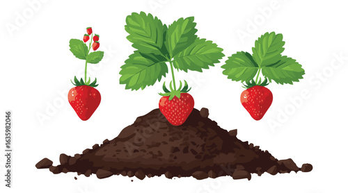 Stages of growth for strawberry plants.
