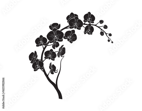 A black silhouette of a branch adorned with orchid flowers set against a white background.

