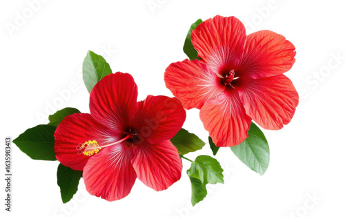 Red hibiscus on transparent background, png