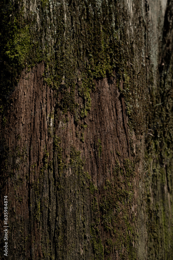 Obraz premium Old tree bark with moss close up