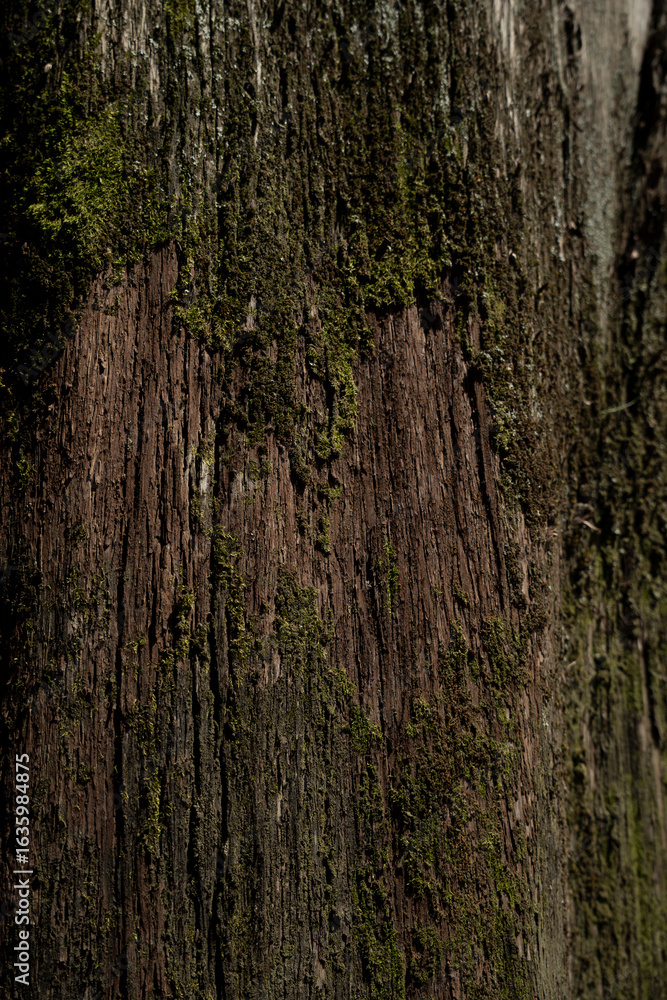Obraz premium Old tree bark with moss close up