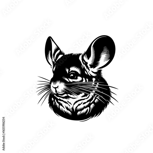 Chinchilla face isolated on white background