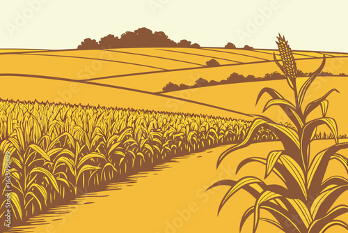 Cornfields in Kansas stretch endlessly, feeding people, livestock, and ethanol industries.