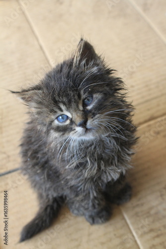 persian cat on the floor