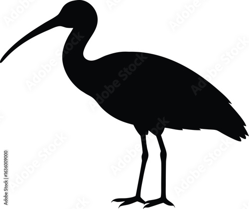 ibis bird isolated silhouette vector icon