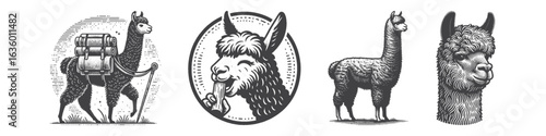 Vintage Hand-Drawn Alpaca Smile Illustration, Farm Animal Engraved Vector for Rustic and T-Shirt Design