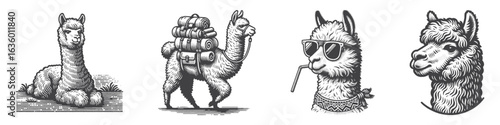 Vintage Hand-Drawn Alpaca Carrying Backpack For Trekking Illustration, Farm Animal Engraved Vector for Rustic and T-Shirt Design