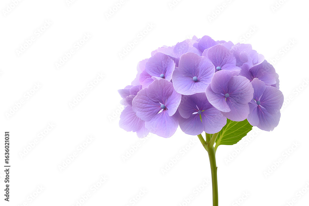 Obraz premium Light purple hydrangea bloom on soft blue background. Delicate floral image ideal for nature compositions, wedding invitations, or seasonal visuals.