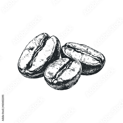 Three detailed hand-drawn coffee beans on a white background. Hand drawn vector illustration.