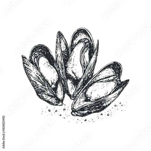 Hand Drawn Sketch of Three Opened Mussels on White Background. Hand drawn vector illustration.