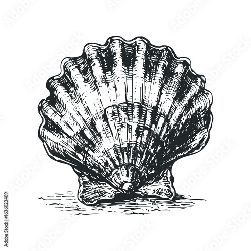 Black and White Graphic of a Scallop Seashell on a Textured Surface. Hand drawn vector illustration.