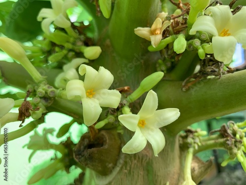 Wallpaper Mural White flower of papaya Torontodigital.ca