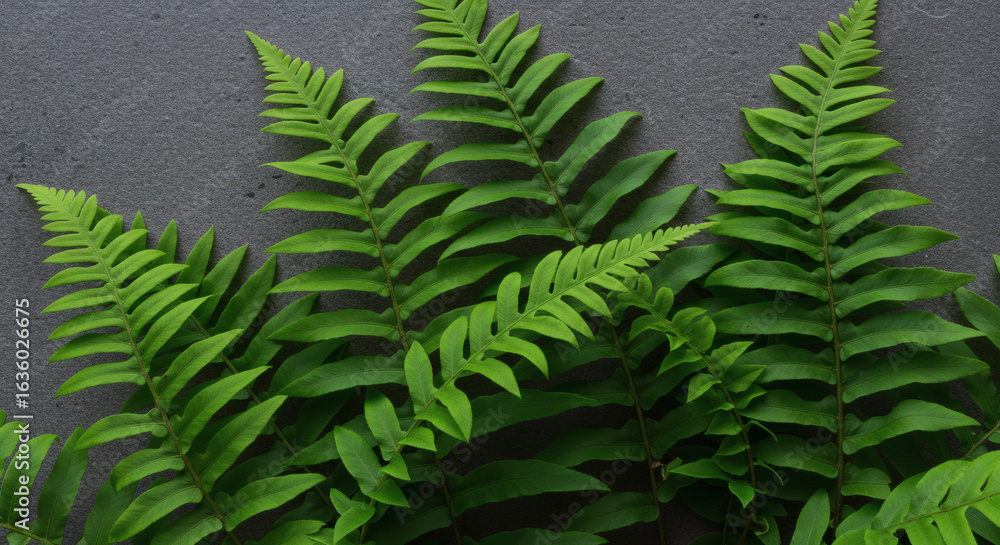 Fototapeta premium Fern fronds with bright green leaves grow against a textured gray wall, creating a natural, organic pattern.