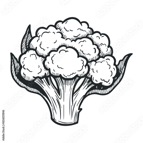 Detailed black and white cauliflower drawing with leaves and complex patterns. Vector illustration