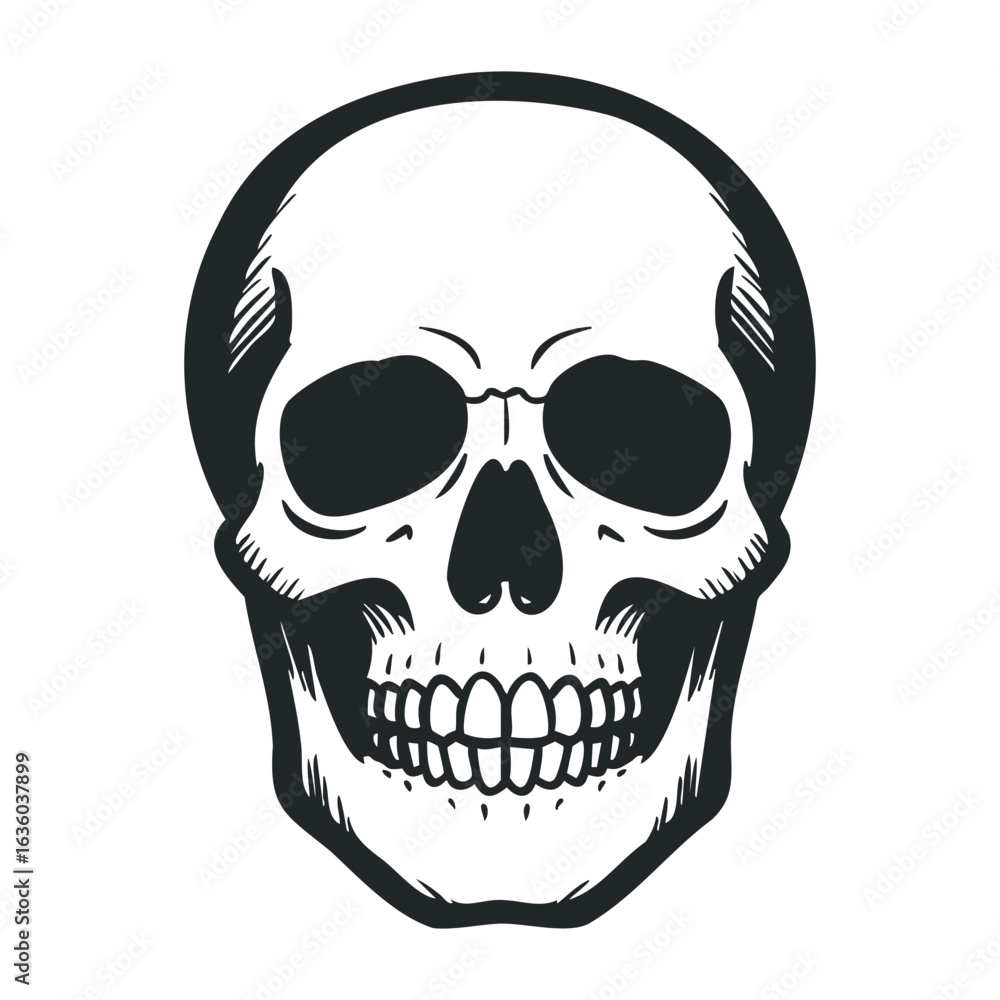 Fototapeta premium Detailed black and white human skull drawing with intricate linework. Vector illustration