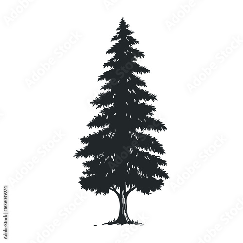 Silhouette of tall evergreen tree with dense branches on white background. Vector illustration