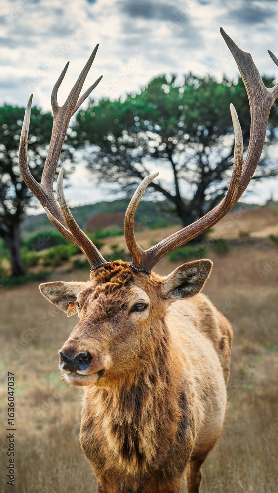 Obraz premium Beautiful animal in nature 