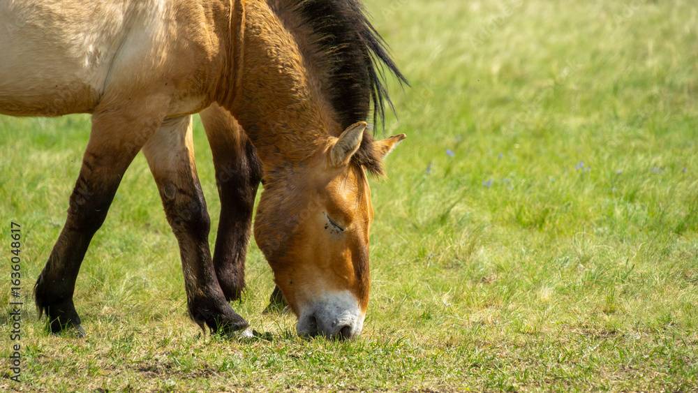 Fototapeta premium Przhevalsky's horses. Two horses grazing peacefully on lush green grass in a sunny meadow, showcasing their natural behavior and the beauty of the rural landscape