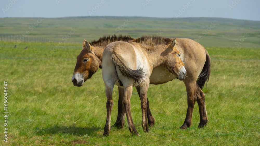 Przhevalsky's horses. Two horses are standing close together in a lush green field, showcasing their natural beauty and connection in a serene outdoor environment Przhevalsky's horses. Two horses are standing close together in a lush green field, showcasing their natural beauty and connection in a serene outdoor environment