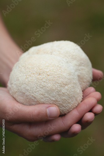 Lion's mane - Hericium erinaceus, medicinal mushroom contains  phytochemicals: polysaccharides,  β-glucan, hericenones and erinacines  - that promote nerve growth factor in human brain.