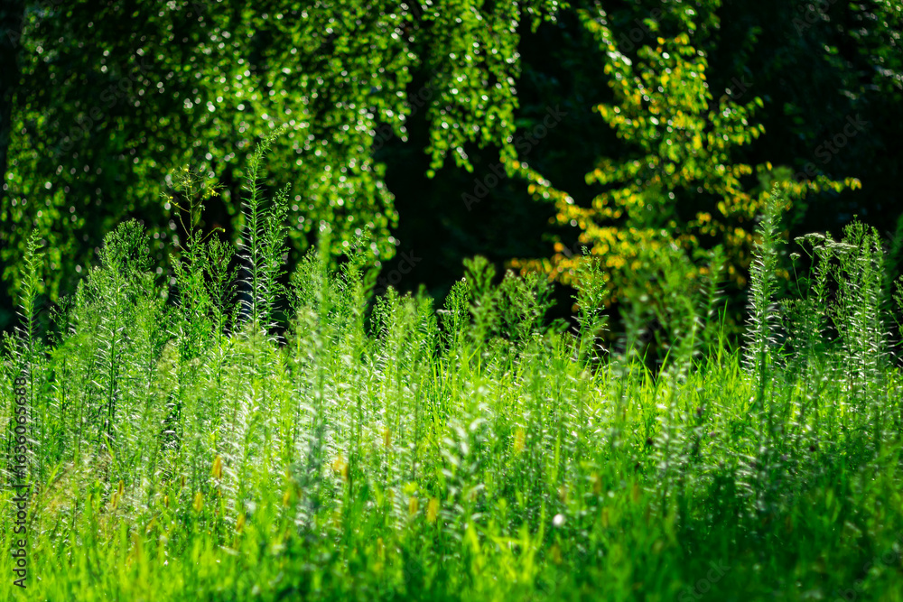 Fototapeta premium Summer background with green vegetation in the early morning.