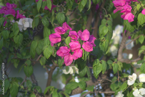 Wallpaper Mural pink and white flowers Torontodigital.ca