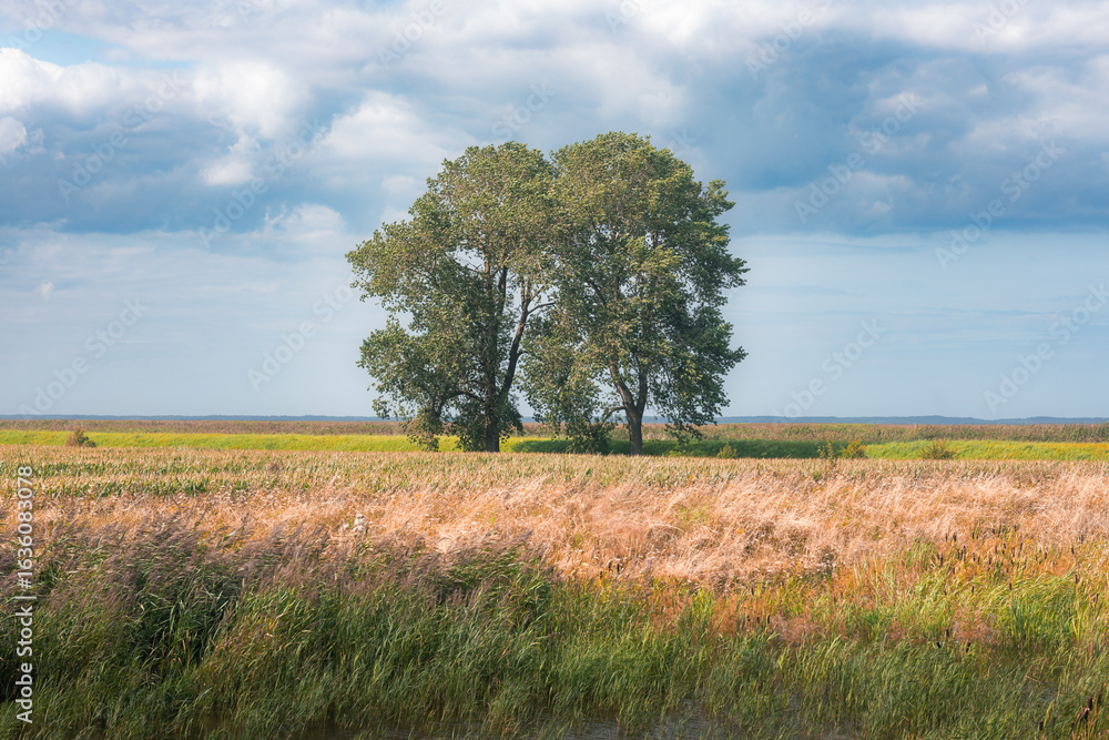Fototapeta premium Two Trees in Windy Meadow Under Partly Cloudy Sky