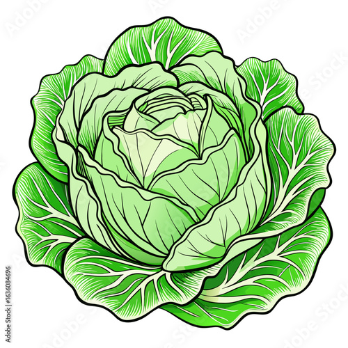 green cabbage isolated on white