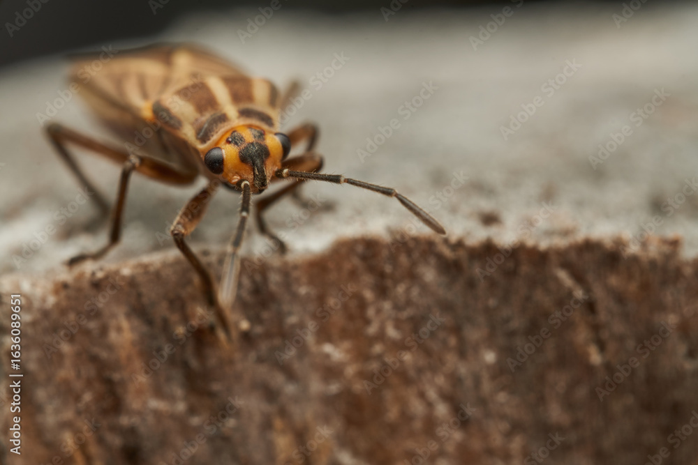 Fototapeta premium Brown bug with orange details resting