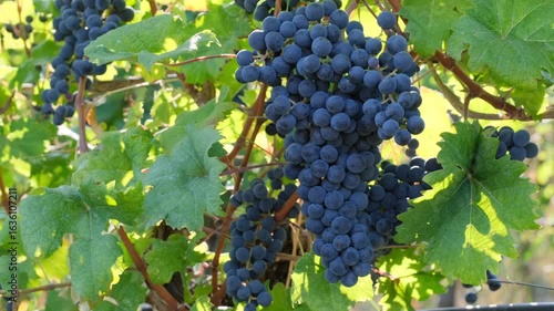 Wallpaper Mural 4K Slow Motion Video: Red Grapes Closeup in Italy – Blurry Background with Leaves, Branches, and Bushes in the Vineyard Torontodigital.ca
