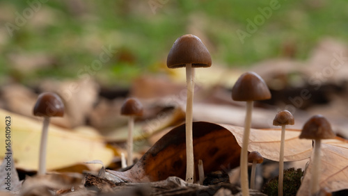 Εκτύπωση καμβά The mysterious mushroom kingdom in the enchanted forest
