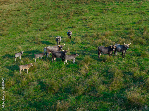 Wallpaper Mural Herd of Tudancas cows (a breed native to Cantabria) in the Lloreda mountains in the municipality of Santa María de Cayón, Cantabria, Spain, Europe Torontodigital.ca
