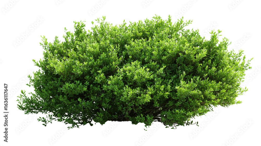 Obraz premium Dense garden bush Transparent background, PNG file