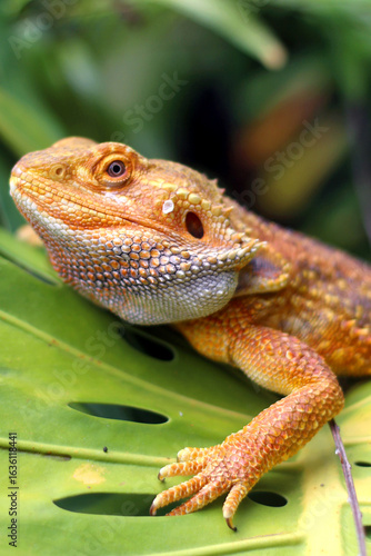Bearded dragon lizard on Natural Habitat ,Close up image of Inland Bearded Dragon (Pogona vitticeps), Australian Bearded Dragon 